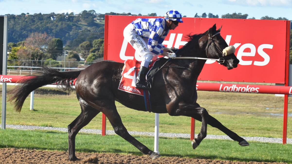 HEAVILY BACKED: Punters expect Alpine Wolf to become the third successive odds-on favourite to win the $100,000 Launceston Guineas.