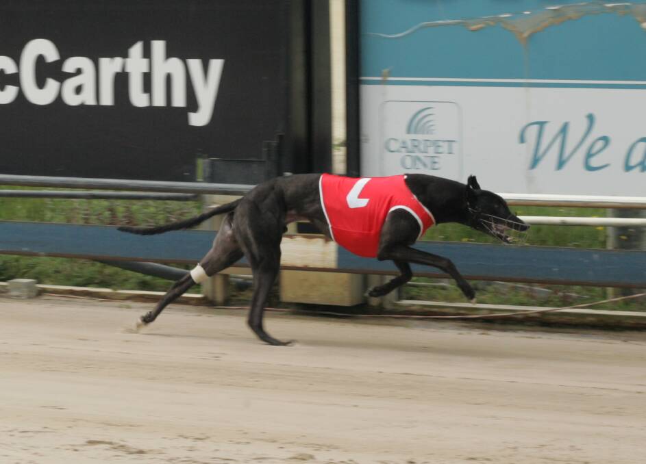 RISING STAR: Wynburn Sheean was six lengths clear of his rivals in his heat of the Puppy Championship in Devonport on Tuesday and is on his way to next month's $25,000 Devonport Chase.