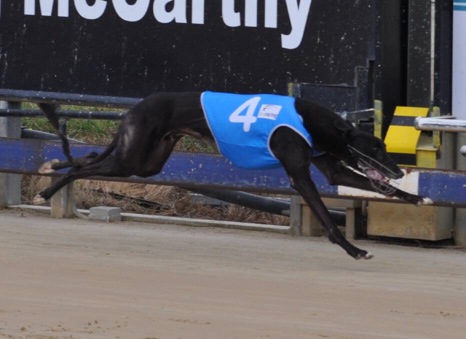 Speak Up! Stay ChatTY will benefit from every greyhound wearing the blue rug that wins at Mowbray on Monday night