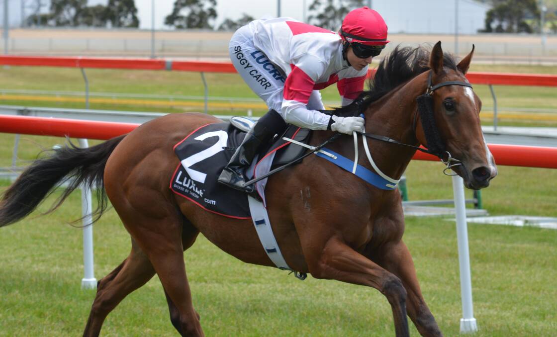 UNBEATEN: Alfa Bowl contender Il Regalo, ridden by Siggy Carr, wins at Elwick in November. Picture: Tasracing