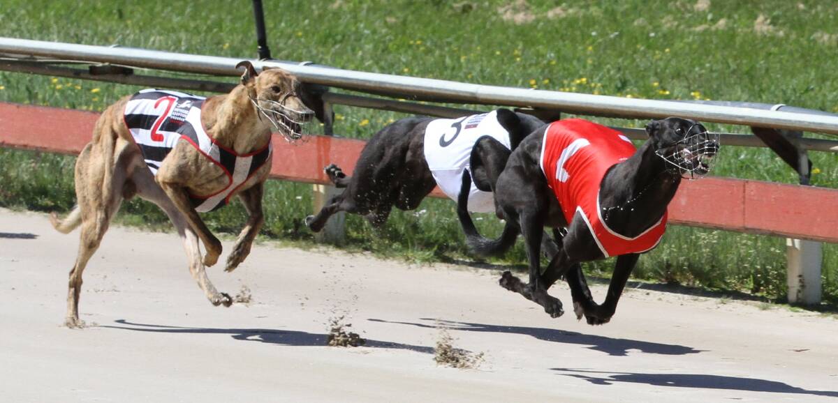 UNBEATEN: Just Posh holds out Rip Away and Not So Cashless in the George & Eileen Johnston Puppy Championship final at Devonport on Tuesday. Picture: Brad Cole