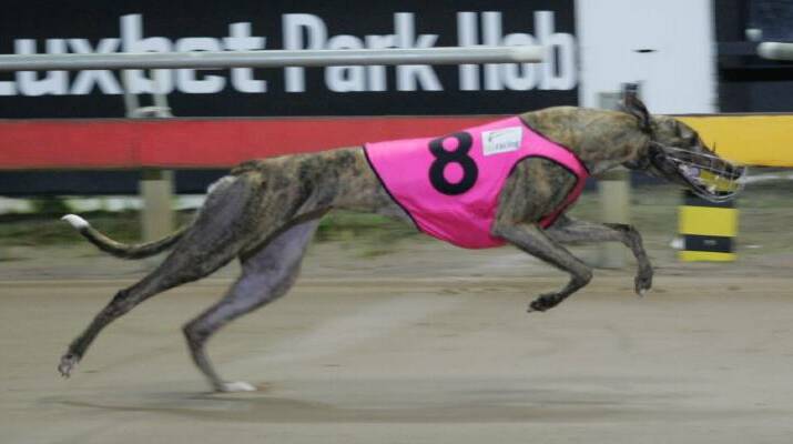 Peco Can maintained her unbeaten record on the Hobart track