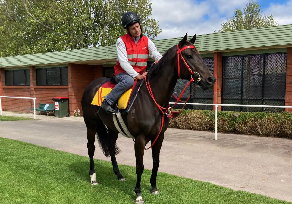 D-DAY LOOMING: Trainer Adam Trinder about to gallop Mystic Journey at Mowbray before her last trip to Melbourne. The star mare may have run her last race. 