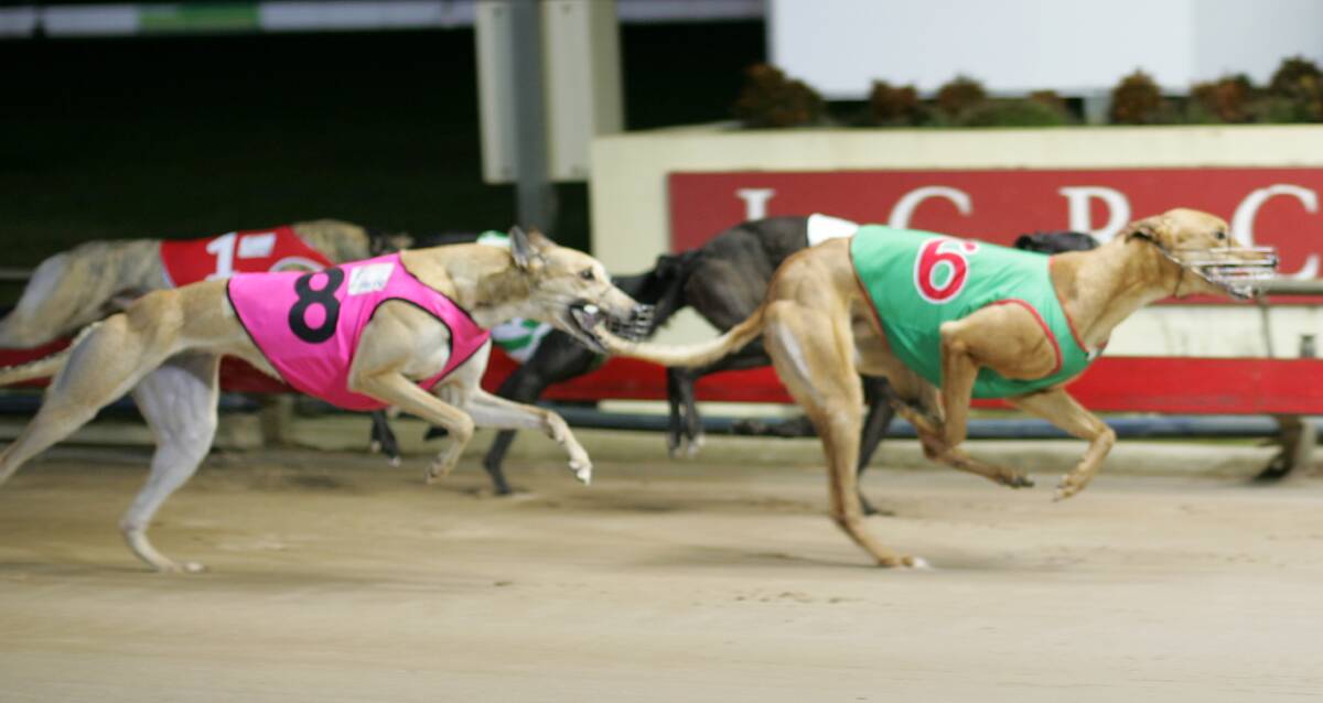 TITLE UPSET: Rank outsider Gold Lenny narrowly wins the Tasmanian final of the National Sprint Championship on a night of upsets at Mowbray on Monday.