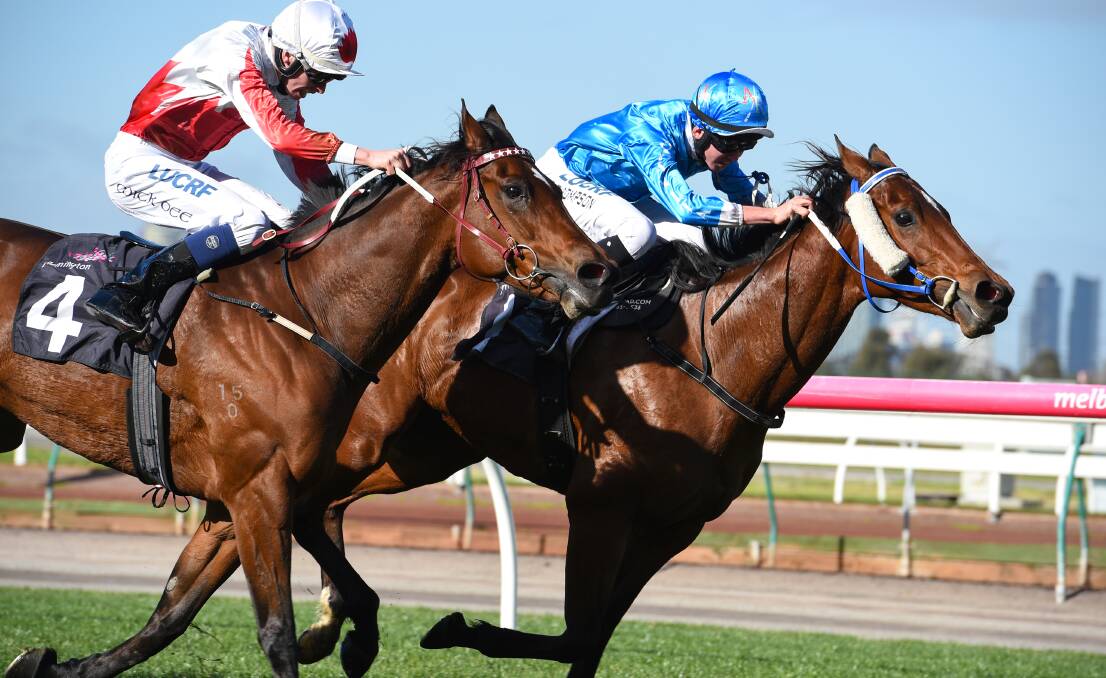 GOOD RECORD: Iggimacool wins the Winter Championship final at Flemington in 2016. Tasmania has a good record in the listed race to be run again at Flemington on Saturday with two recent winners and a close second.