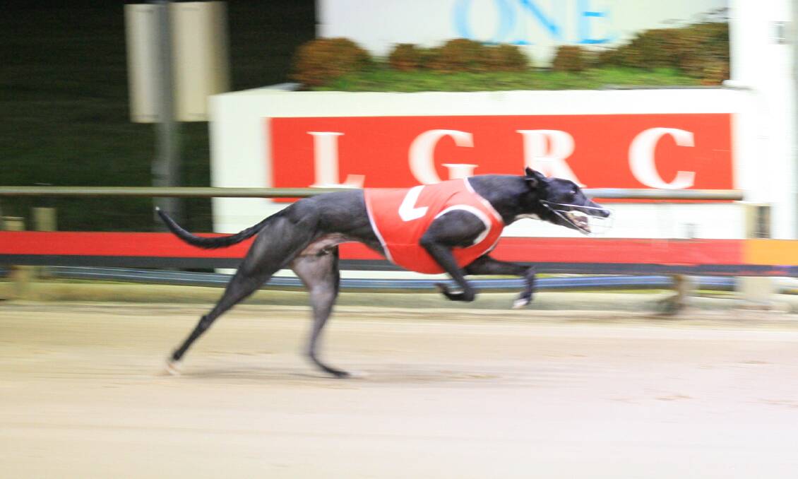 HOT FAVOURITE: A spot in the $75,000 National Sprint Final in Sydney is at stake when McInerney runs at Mowbray on Thursday night.