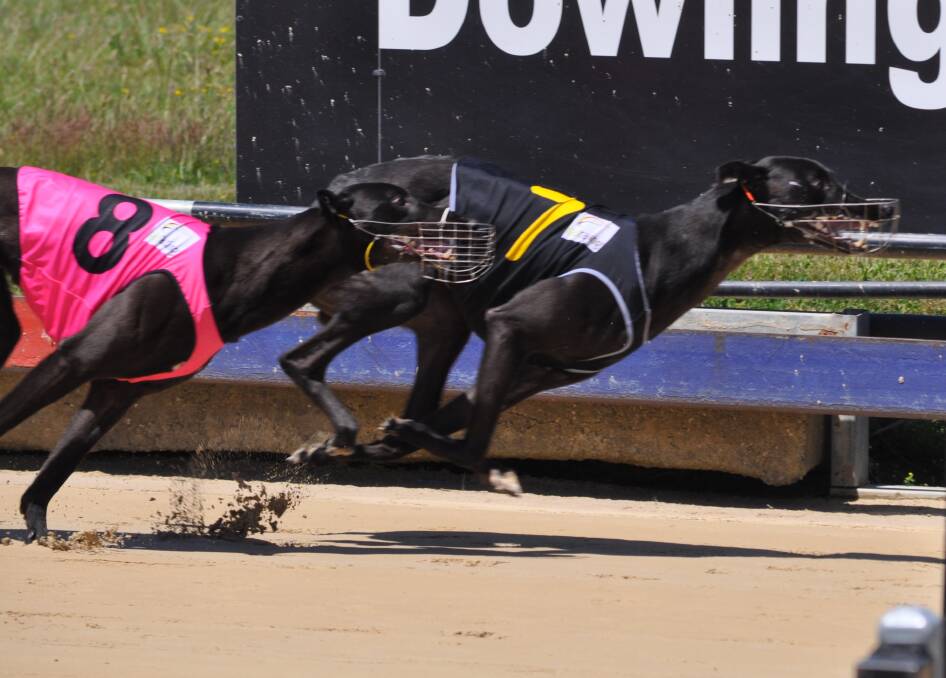 CONTENDER: Illingworth Classic finalist Stylish Nic shows his winning form at the Devonport track earlier in the year. Picture: Greg Mansfield