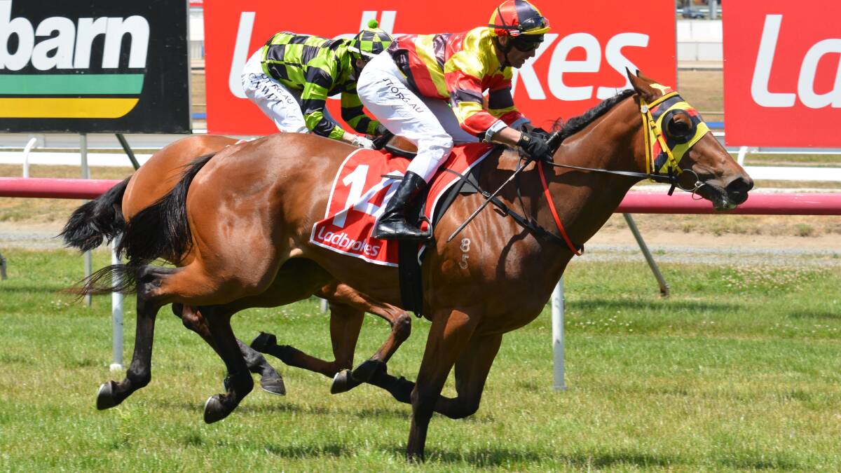 LATE STARTER: Well-bred mare Sheorta, ridden by Brendon McCoull, narrowly beats first-starter Upset in the Maiden Plate at Mowbray on Saturday. McCoull finished the rare Saturday afternoon meeting with a double.