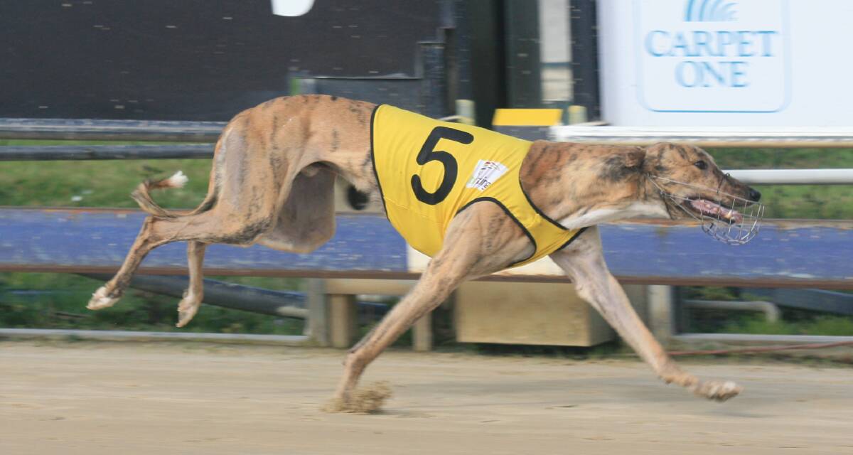 SUPER: In-form greyhound Dooper is expected to continue on his winning way in Launceston on Monday night.