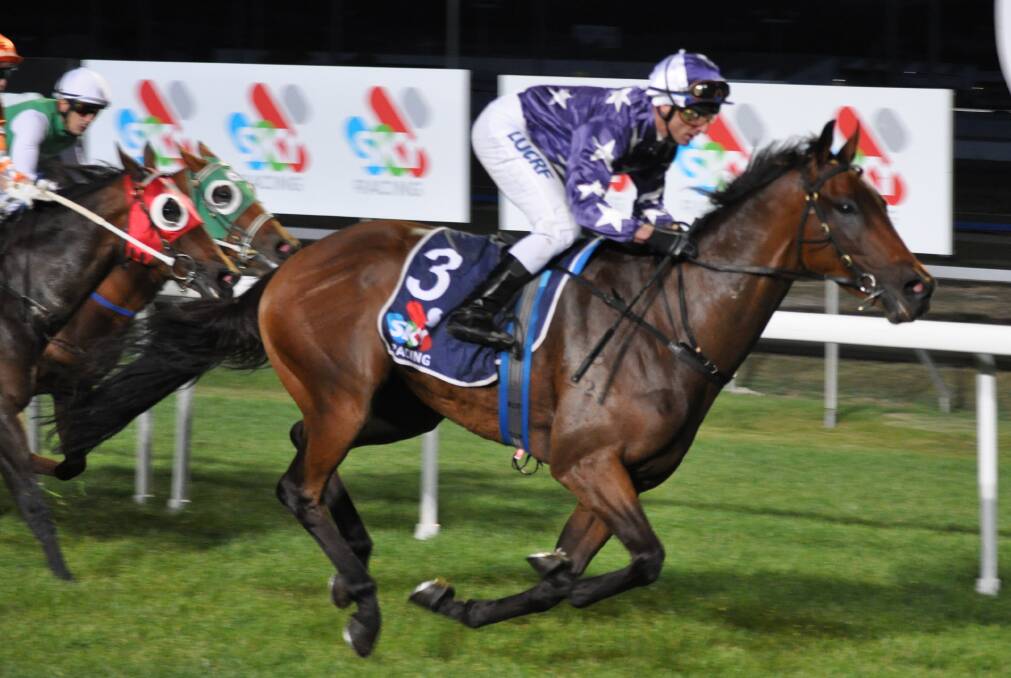 CLASS EDGE: Veteran sprinter Blaze Forth looks well placed to record his 17th win in the main race at Elwick on Sunday. Picture: Greg Mansfield