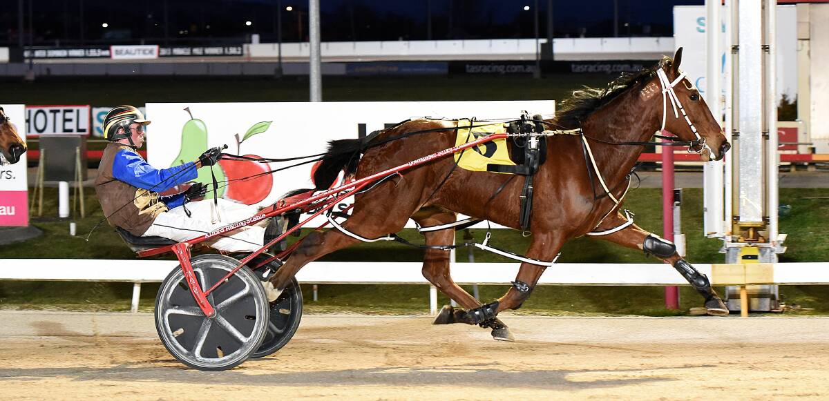 Micton Mouse returns home for Sunday night's Globe Derby heats at Mowbray. Picture: Stacey Lear