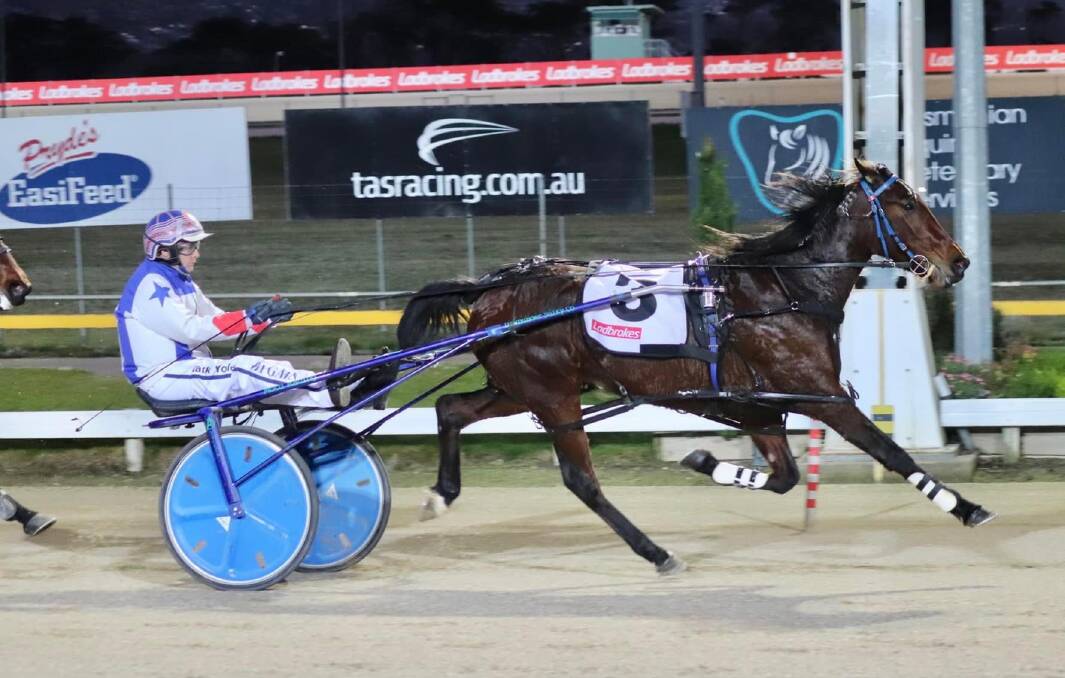Chasin Frankie is second favourite for her Sweepstakes heat in Hobart on Tuesday night. Picture: TTC
