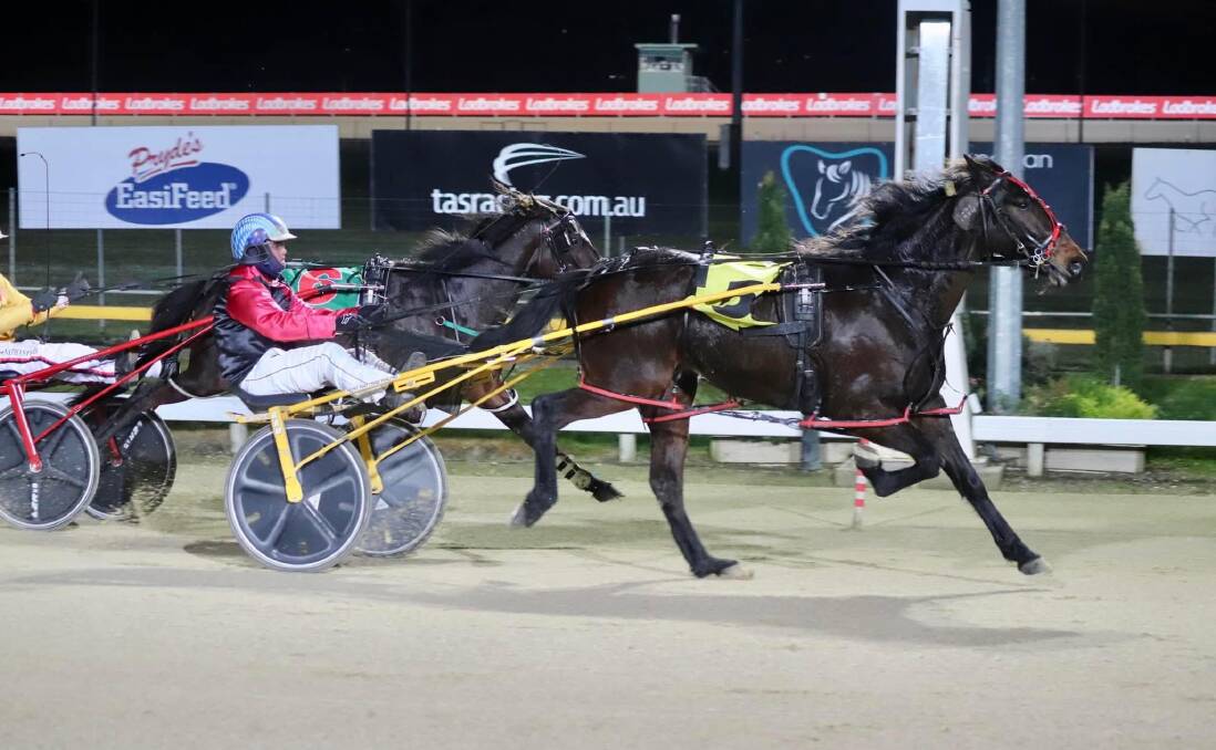 Karalta Artemis is a long odds-on favourite for the colts and geldings heat. Picture: TTC