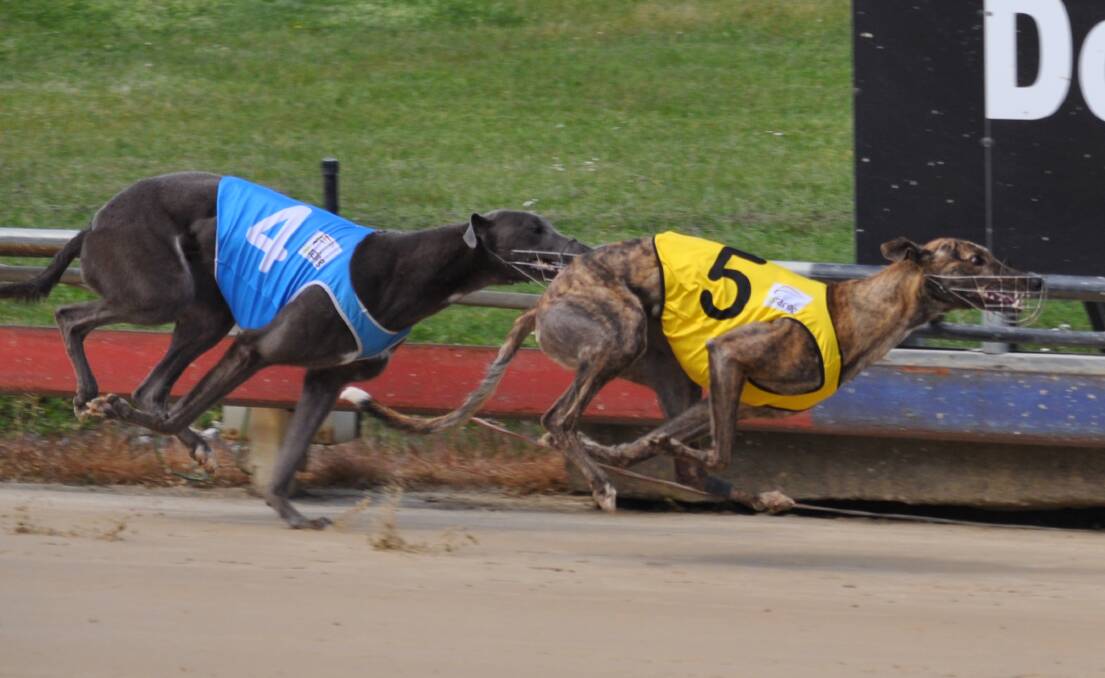 GREAT TUSSLE: Peco Can narrowly beats Buckle Up Axon in the Puppy Championship at Devonport on Tuesday.