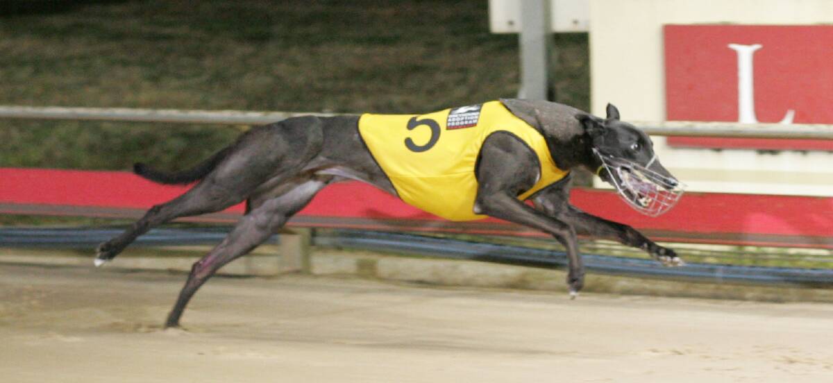 Victorian visitor Caishen wins his heat of the Launceston Cup at Mowbray on Monday night.