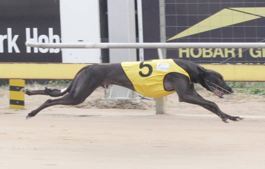 Launceston-owned Jamella Jet will be chasing a place in the Million Dollar Chase final in Sydney on Friday night.