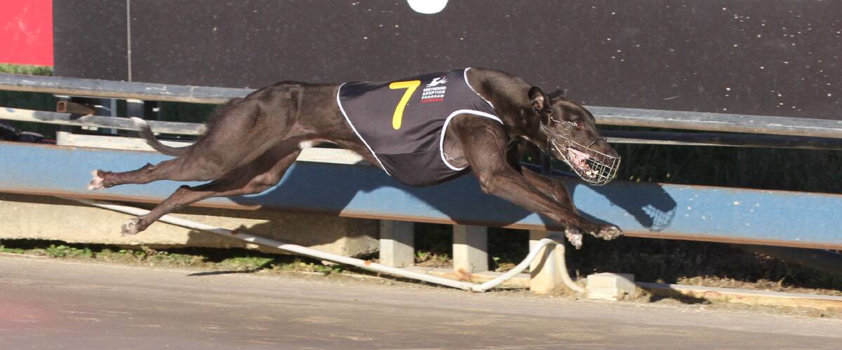 Wizz Kev scores a runaway win for trainer Ben Englund in Devonport on Friday night. Picture: Brad Cole