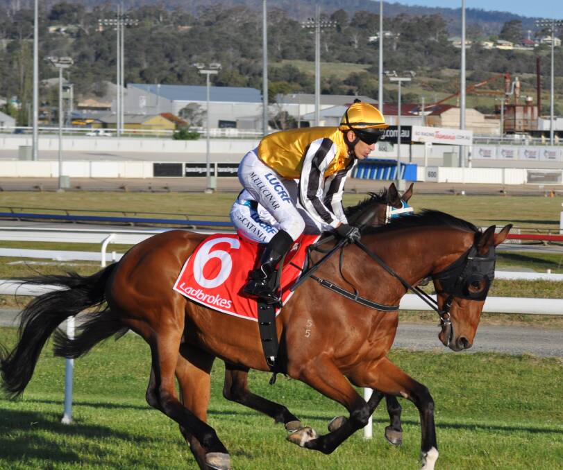 HEADING TO SPREYTON: Recent winner Red Fiore will be one of five runners for trainer Graeme McCulloch at Spreyton on Sunday. Picture: Greg Mansfield