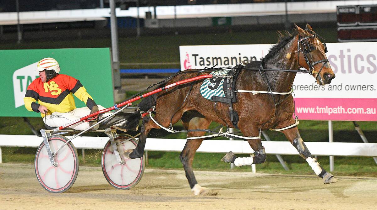 TOO EASY: Driver Paul Ashwood has time to look around for his rivals as trotter-turned-pacer Drillittobits cruises to victory at Mowbray on Friday night. Picture: Stacey Lear