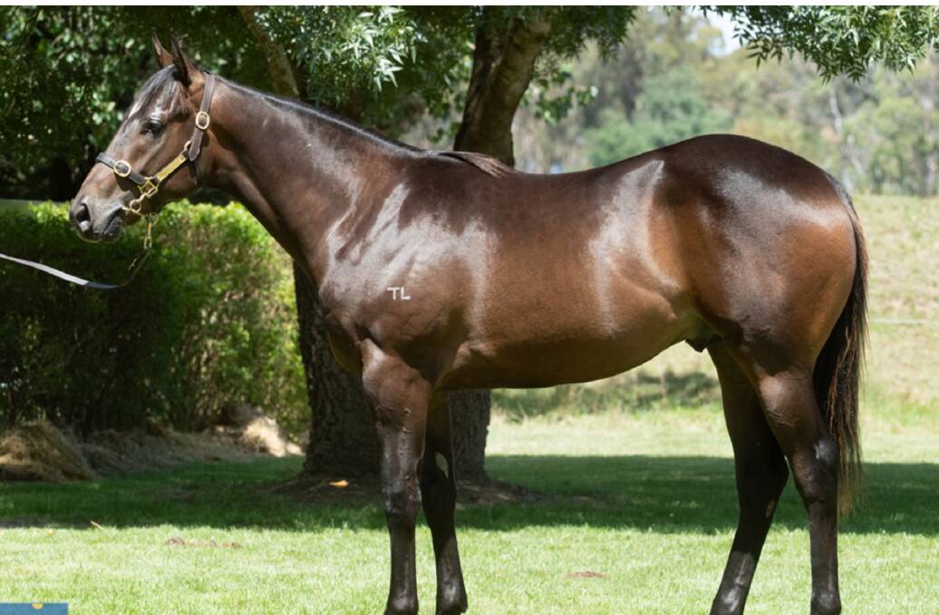 BOLD BUY: Sunday's Spreyton winner Bold Instinct before the 2021 Magic Millions Yearling Sale where he brought the top price of $150,000.