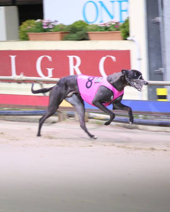 Victorian favourite Caishen wins the Launceston Cup final at Mowbray on Monday night.