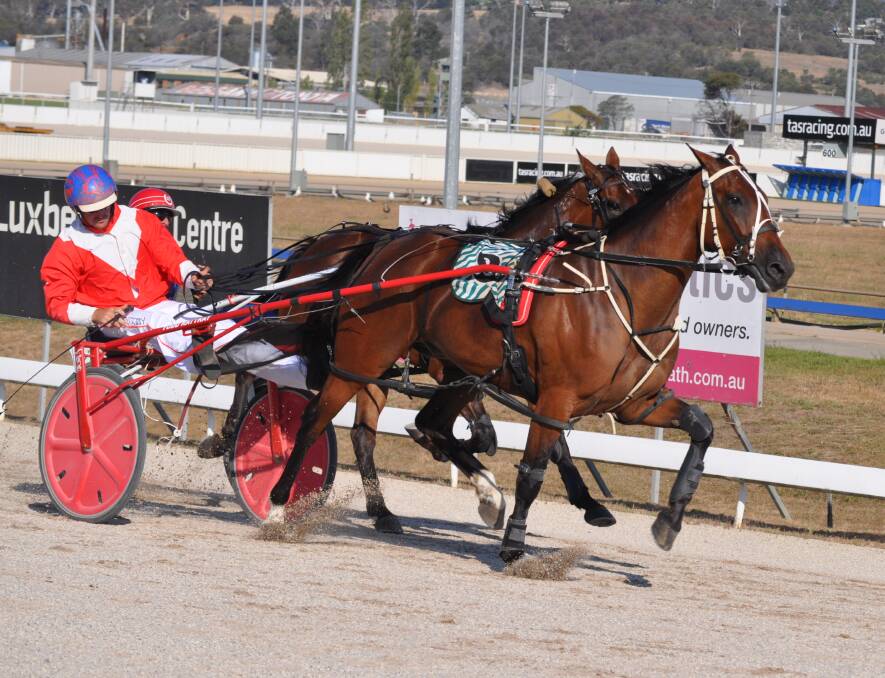 STAR: Ignatius, driven by Todd Rattray, wins his last start in Tasmania at Mowbray in January. He has been unbeaten in five starts since in NSW.