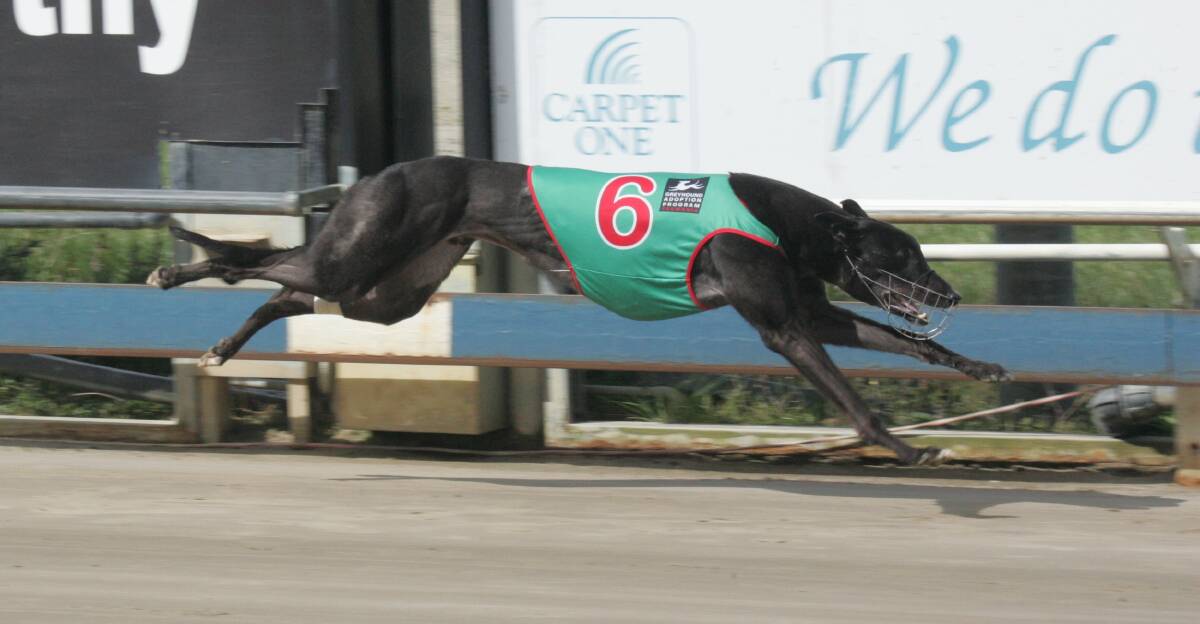 Wynburn Sheean heads a strong line-up contesting Tuesday's Puppy Championship heats in Devonport.