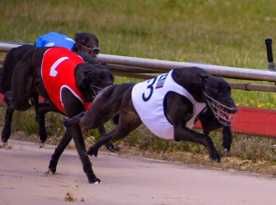 FLYER: Stanley Gordon wins his heat of the Devonport Chase. He is rated the danger to hot favourite Stop Line in the final. Picture: Simon Sturzaker