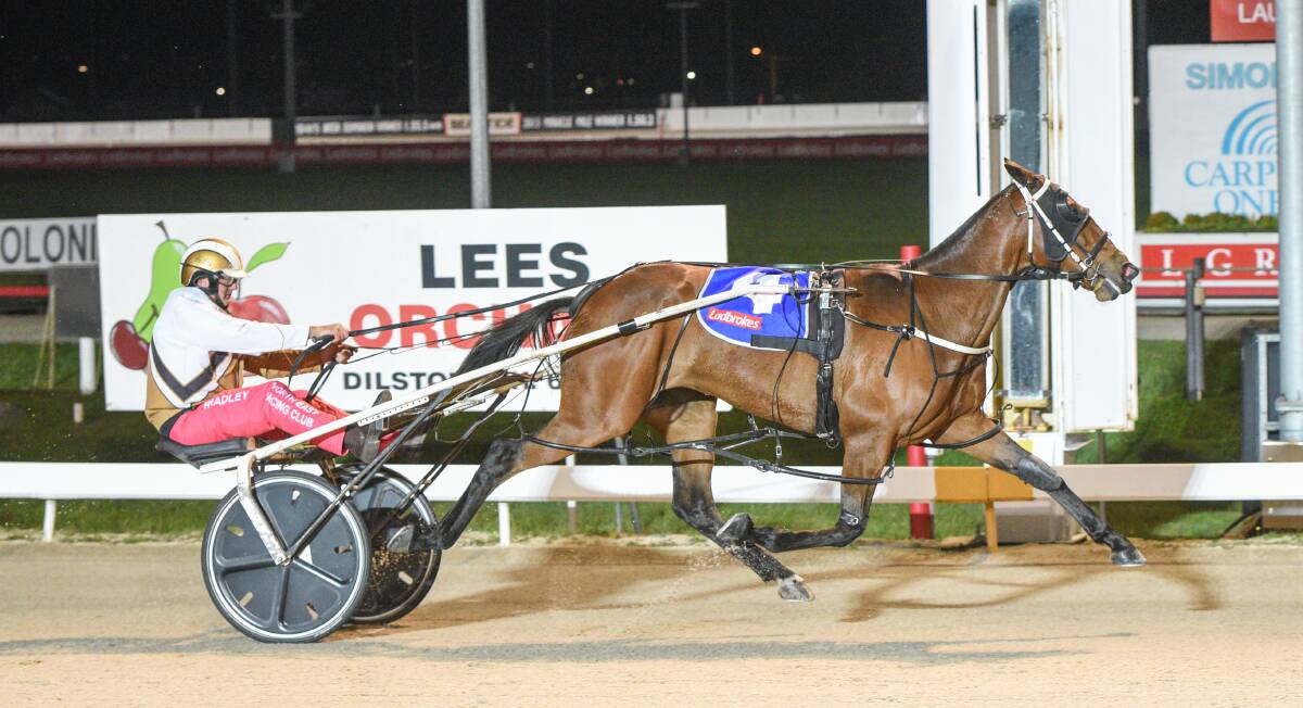 TOO QUICK: Bridwood Bella (Rohan Hadley) gave a dashing display to win the Leigh Plunkett at Mowbray on Sunday night. Picture: Stacey Lear