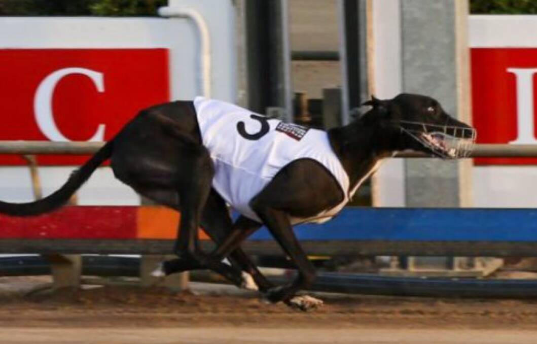 Victorian visitor Hill Top Jack earned Launceston Cup favouritism with the fastest heat win on Monday night.