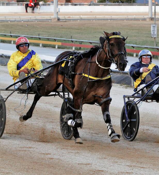 OVERDUE: Carrick Cup contender Inner Light, driven by Ricky Duggan, finishes second to stablemate Isaac in the Devonport Cup. The consistent pacer has been placed in three cups already this year. Picture: Brad Cole 