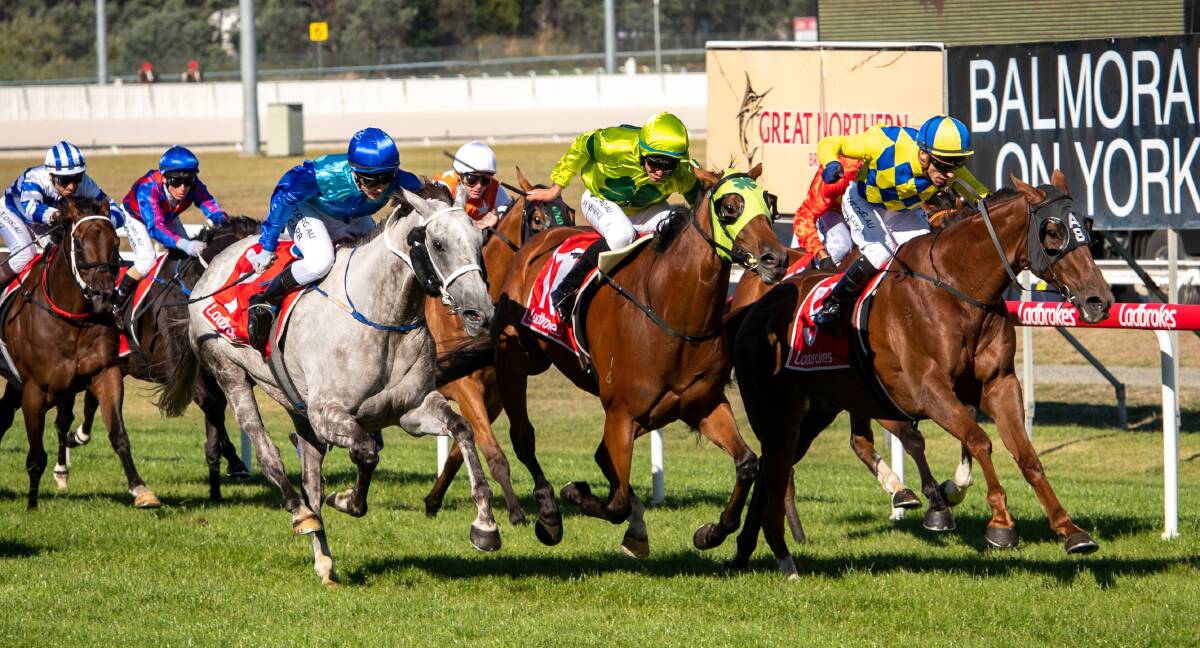 MOVING ON: Glass Warrior, Sh'bourne Renegade and White Hawk head for home in the Launceston Cup. All three may be heading to interstate races. Pictures: Paul Scambler