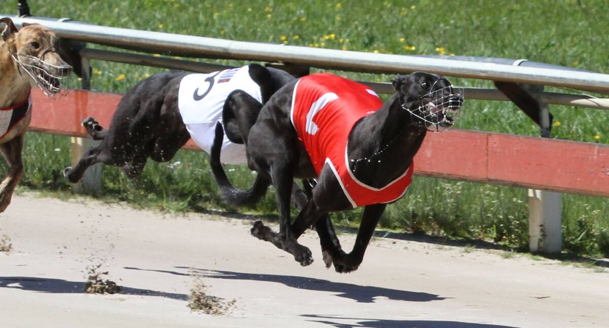 Just Posh is favourite for the first heat of the state sprint championship at Mowbray on Thursday night.