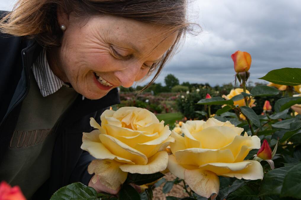 Woolmers Estate rose garden manager Jane Harrison ready for Festival of Roses. Picture: Paul Scambler 