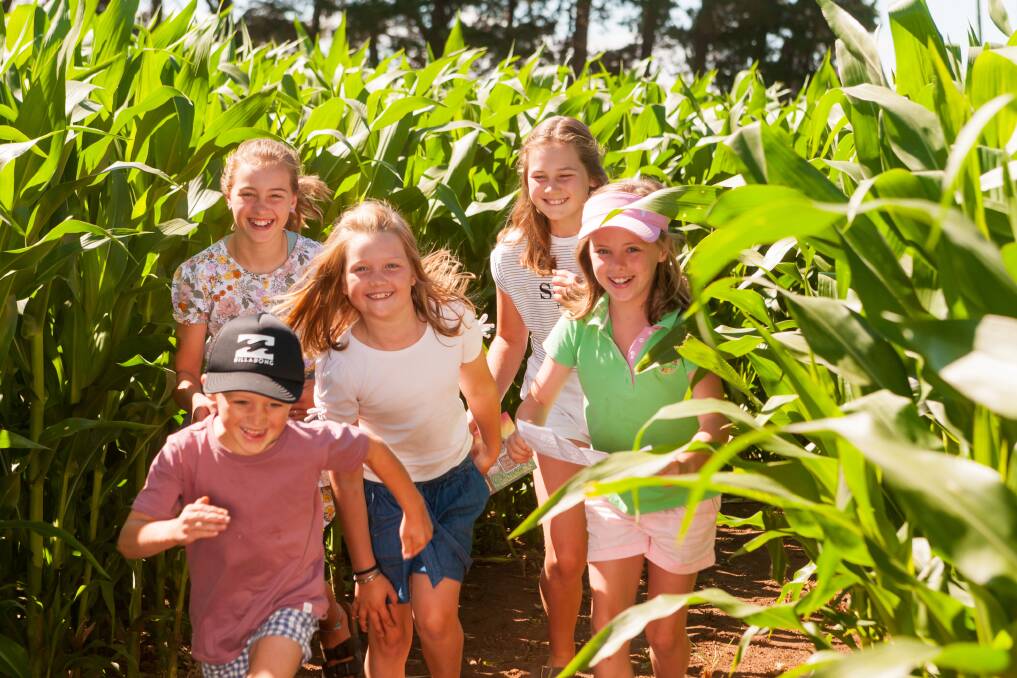 Rafferty Bosworth, 6, Lottie Bosworth, 11, Clementine Bosworth, 8, Willow Bosworth, 12, and Kate Clark, 8, at the maze. Pictures: Phillip Biggs