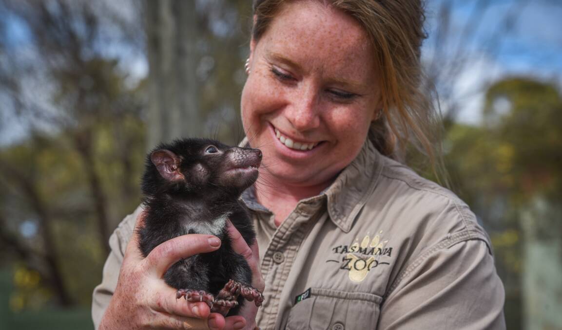 Tasmania Zoo animal handler Bridie Slattery with six-month-old baby Tasmanian devil Quinn from the Devil's Heaven breeding program - a key part in ensuring the endangered species' future. Picture: Paul Scambler. 