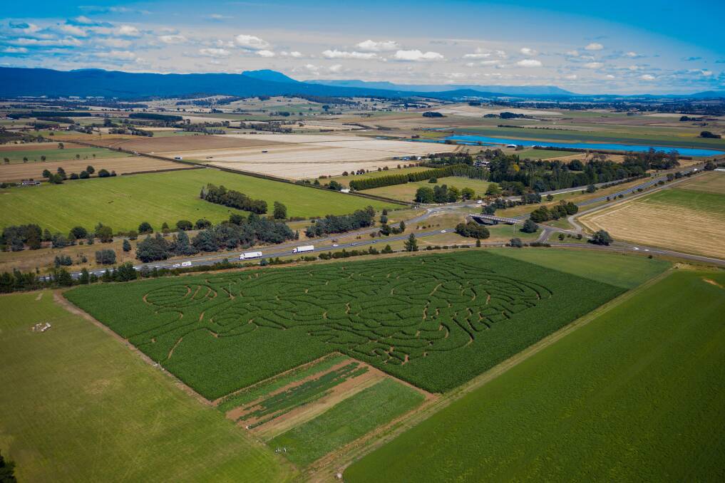 A birds eye view of the Hagley maze. Picture: Phillip Biggs