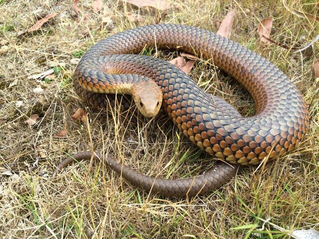 Copperhead snake. Picture: Supplied