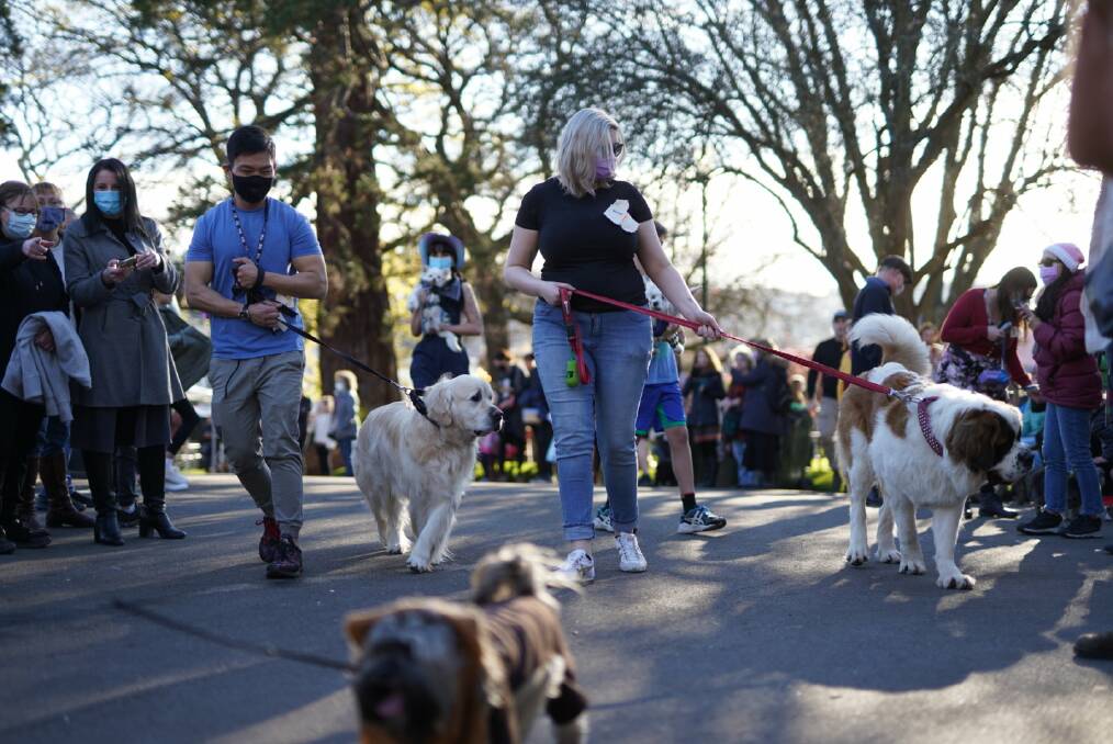 The 2021 Junction Dog Show. Picture: Nick Hanson