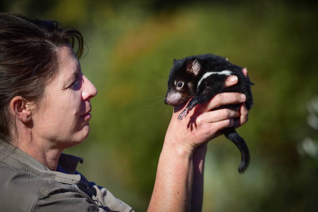 What a devil: Rochelle Penney with baby Tassie Devil. Picture: Paul Scambler. 
