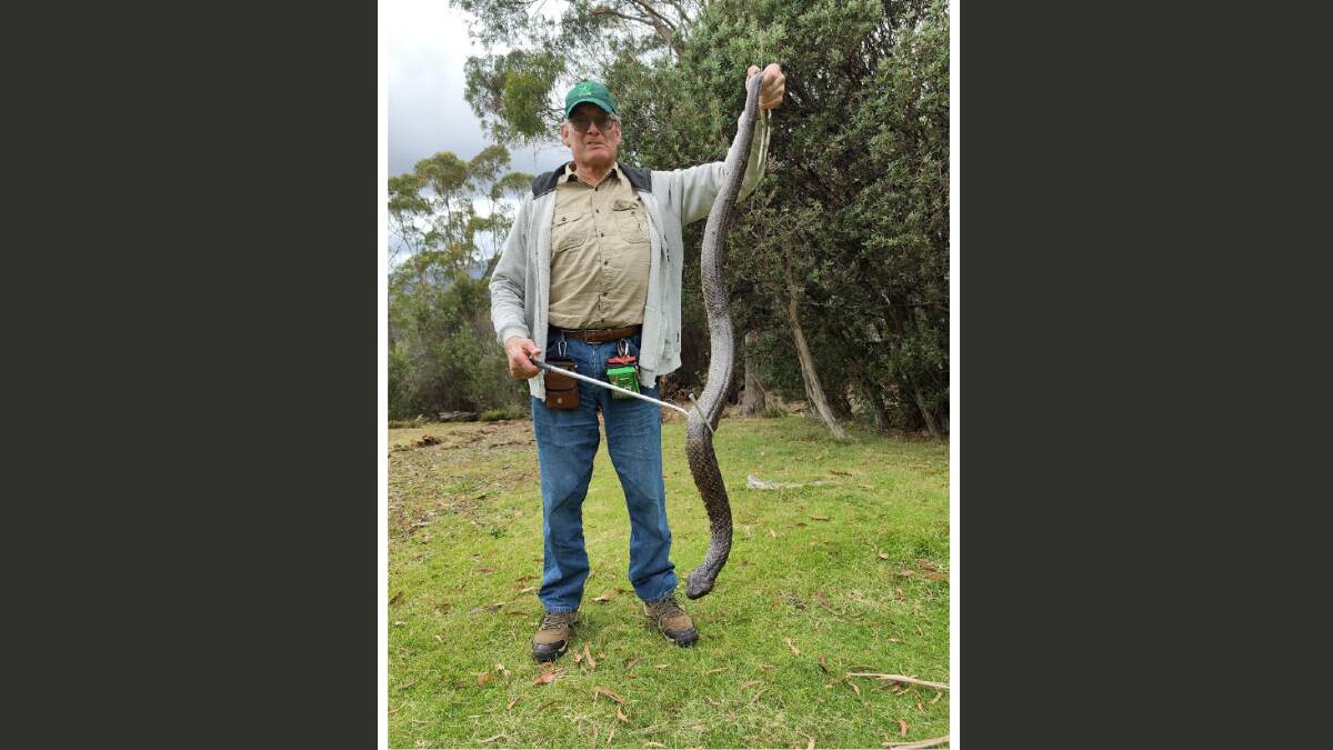 Snake wrangler Ian Jessup with a Tiger Snake. Picture: Supplied