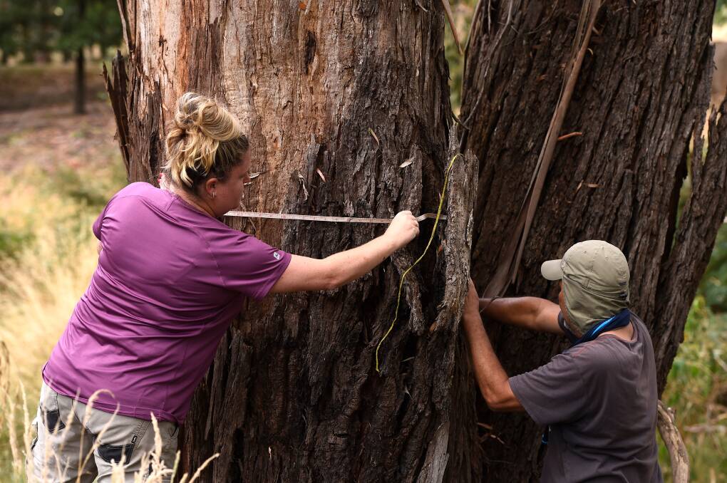 Louise Jory and Greg Wie measuring a tree as part of the koala research. 