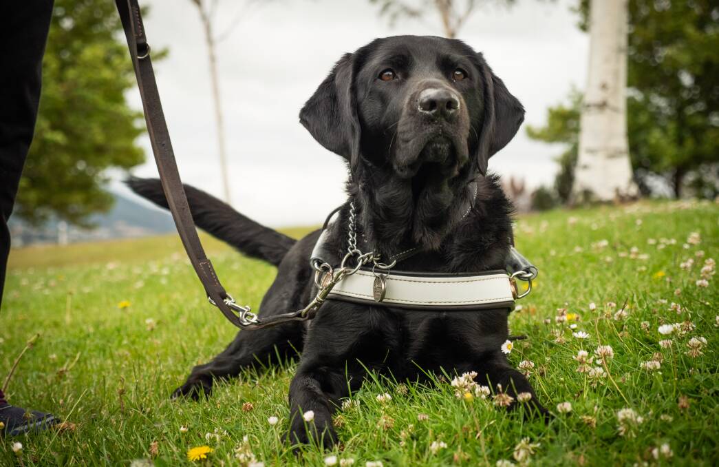Guide Dog Billie. Picture: Supplied