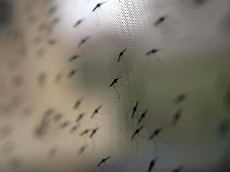 The WHO says deaths from mosquito-borne malaria will exceed those killed by COVID-19 in some areas.