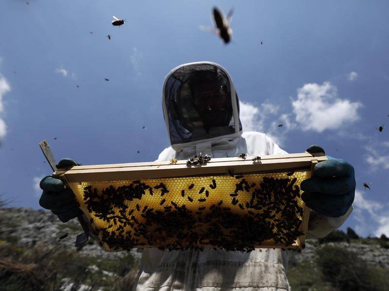 French beekeepers expect their worst honey harvest in 50 years after unseasonably cold, wet weather.