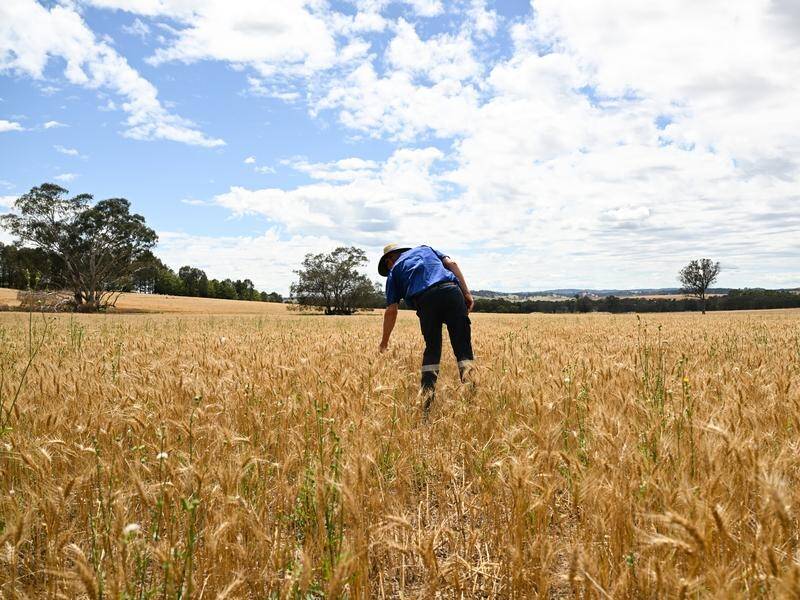 Innovation will need to be high on the agenda if Australian agriculture is to remain profitable. (Lukas Coch/AAP PHOTOS)