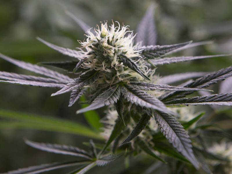 Health ministers will decide whether to streamline patients access to medicinal cannabis.