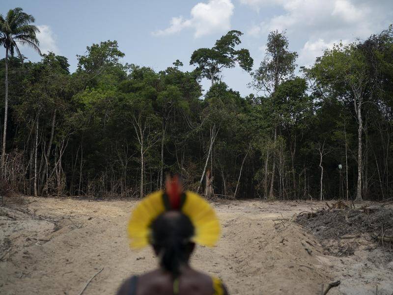 Deforestation in Brazil soared 67 per cent in May from the same month last year.