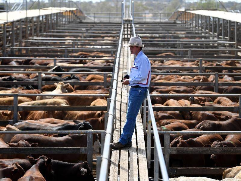 COVID-19 will not stop livestock sales going ahead but it may be online.