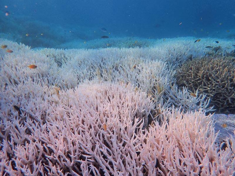 Coral reefs hit by fourth global bleaching event | The Examiner ...